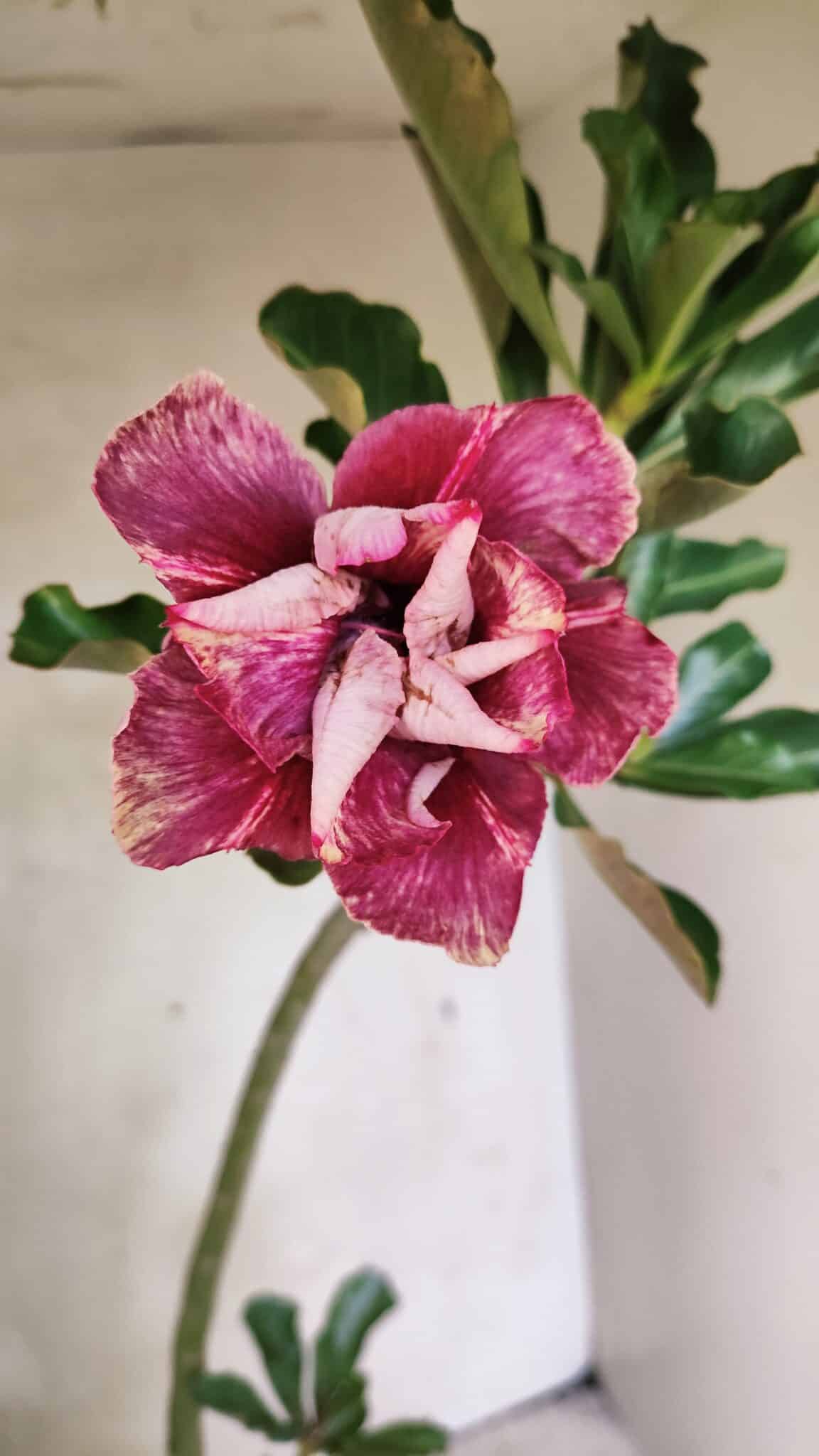 DOBRADA 3647 (5) Planta Dobrada 3647 – 35cm – 03 anos - Imagem 1