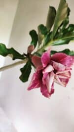 Planta Dobrada 3647 – 35cm – 03 anos - Imagem 4