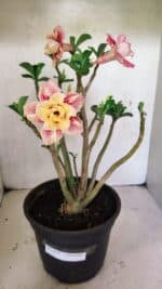 Planta Dobrada 3648 – 45cm – 04 anos - Imagem 2