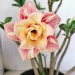 Planta Dobrada 3648 – 45cm – 04 anos