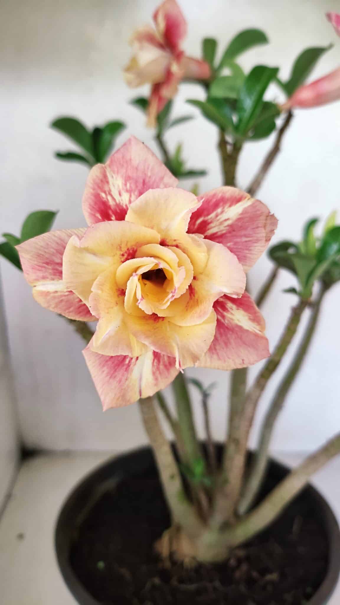 DOBRADA 3648 (2) Planta Dobrada 3648 – 45cm – 04 anos - Imagem 1