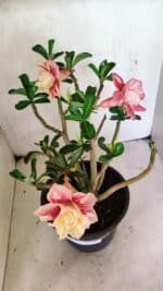 Planta Dobrada 3648 – 45cm – 04 anos - Imagem 8