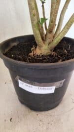 Planta Dobrada 3648 – 45cm – 04 anos - Imagem 7