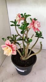 Planta Dobrada 3648 – 45cm – 04 anos - Imagem 4