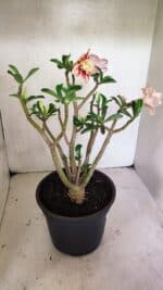 Planta Dobrada 3648 – 45cm – 04 anos - Imagem 6