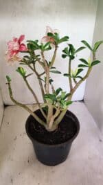 Planta Dobrada 3648 – 45cm – 04 anos - Imagem 5