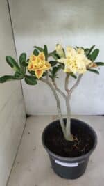 Planta Dobrada 3650 – 35cm – 03 anos - Imagem 2