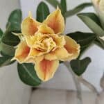 Planta Dobrada 3650 – 35cm – 03 anos