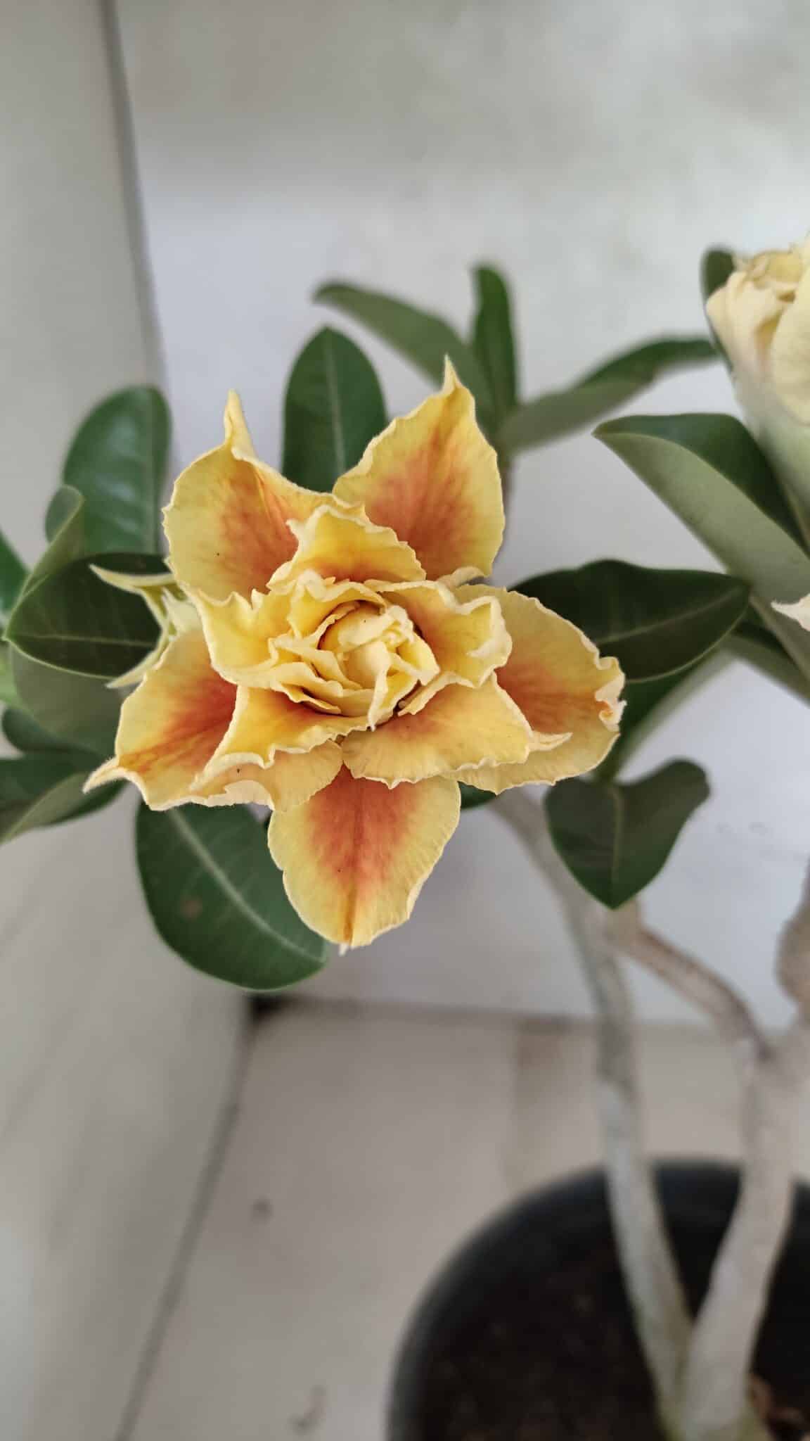 DOBRADA 3650 (2) Planta Dobrada 3650 – 35cm – 03 anos - Imagem 1