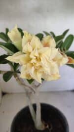 Planta Dobrada 3650 – 35cm – 03 anos - Imagem 5