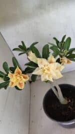 Planta Dobrada 3650 – 35cm – 03 anos - Imagem 4