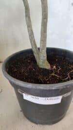 Planta Dobrada 3650 – 35cm – 03 anos - Imagem 8