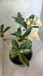 Planta Dobrada 3650 – 35cm – 03 anos - Imagem 6