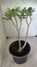 Planta Dobrada 3650 – 35cm – 03 anos - Imagem 7