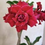 Planta Dobrada 3651 – 35cm – 03 anos