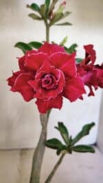 Planta Dobrada 3651 – 35cm – 03 anos