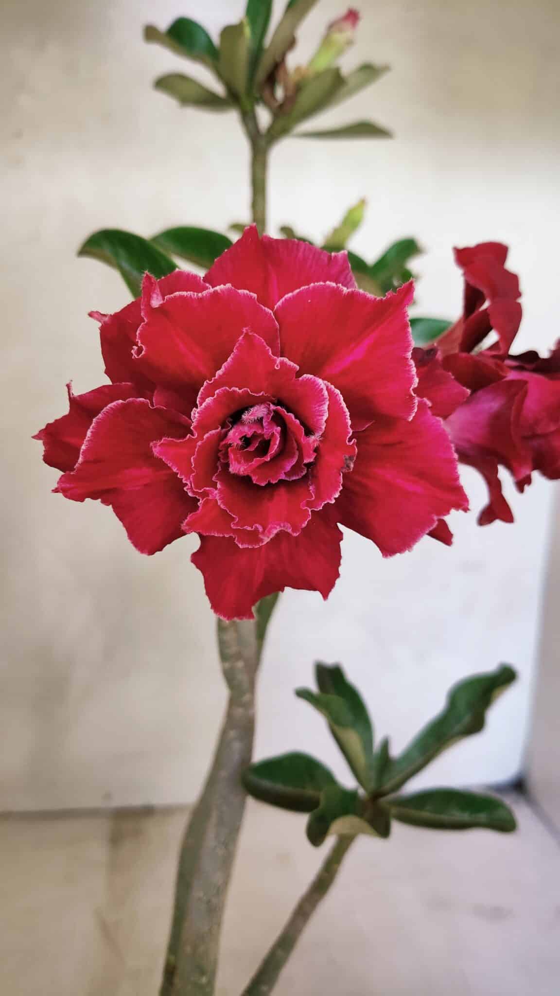 DOBRADA 3651 (2) Planta Dobrada 3651 – 35cm – 03 anos - Imagem 1