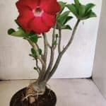 Planta Dobrada 3652 – 35cm – 03 anos