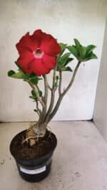 Planta Dobrada 3652 – 35cm – 03 anos