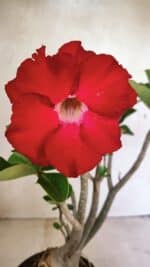 Planta Dobrada 3652 – 35cm – 03 anos - Imagem 3