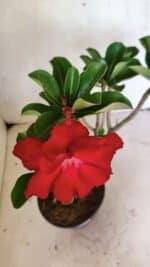 Planta Dobrada 3652 – 35cm – 03 anos - Imagem 4