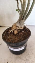 Planta Dobrada 3652 – 35cm – 03 anos - Imagem 6