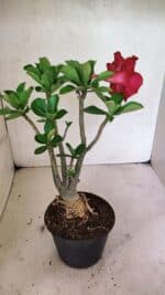 Planta Dobrada 3652 – 35cm – 03 anos - Imagem 5