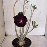 Planta Dobrada 3653 – 35cm – 03 anos