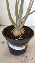 Planta Dobrada 3653 – 35cm – 03 anos - Imagem 7