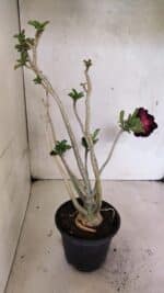 Planta Dobrada 3653 – 35cm – 03 anos - Imagem 6