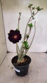 Planta Dobrada 3653 – 35cm – 03 anos - Imagem 4