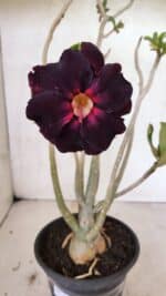 Planta Dobrada 3653 – 35cm – 03 anos - Imagem 3