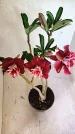 Planta Dobrada 3657 – 35cm – 03 anos - Imagem 5