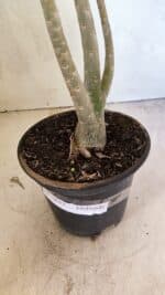 Planta Dobrada 3657 – 35cm – 03 anos - Imagem 9