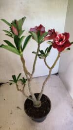 Planta Dobrada 3657 – 35cm – 03 anos - Imagem 8