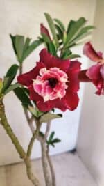 Planta Dobrada 3657 – 35cm – 03 anos - Imagem 4