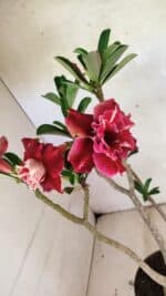 Planta Dobrada 3657 – 35cm – 03 anos - Imagem 7