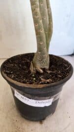 Planta Dobrada 3657 – 35cm – 03 anos - Imagem 6