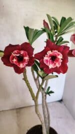 Planta Dobrada 3657 – 35cm – 03 anos