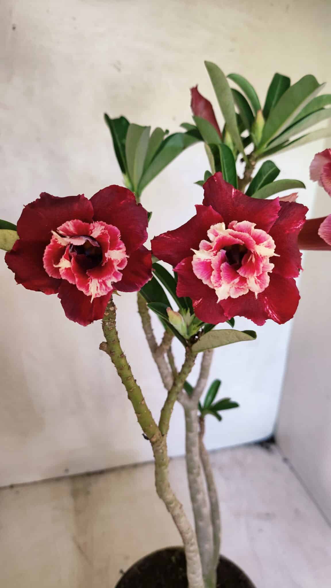 DOBRADA 3657 (8) Planta Dobrada 3657 – 35cm – 03 anos - Imagem 1