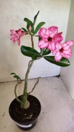 Planta Dobrada 3658 – 35cm – 03 anos - Imagem 2