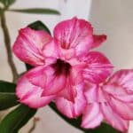 Planta Dobrada 3658 – 35cm – 03 anos