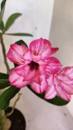 Planta Dobrada 3658 – 35cm – 03 anos