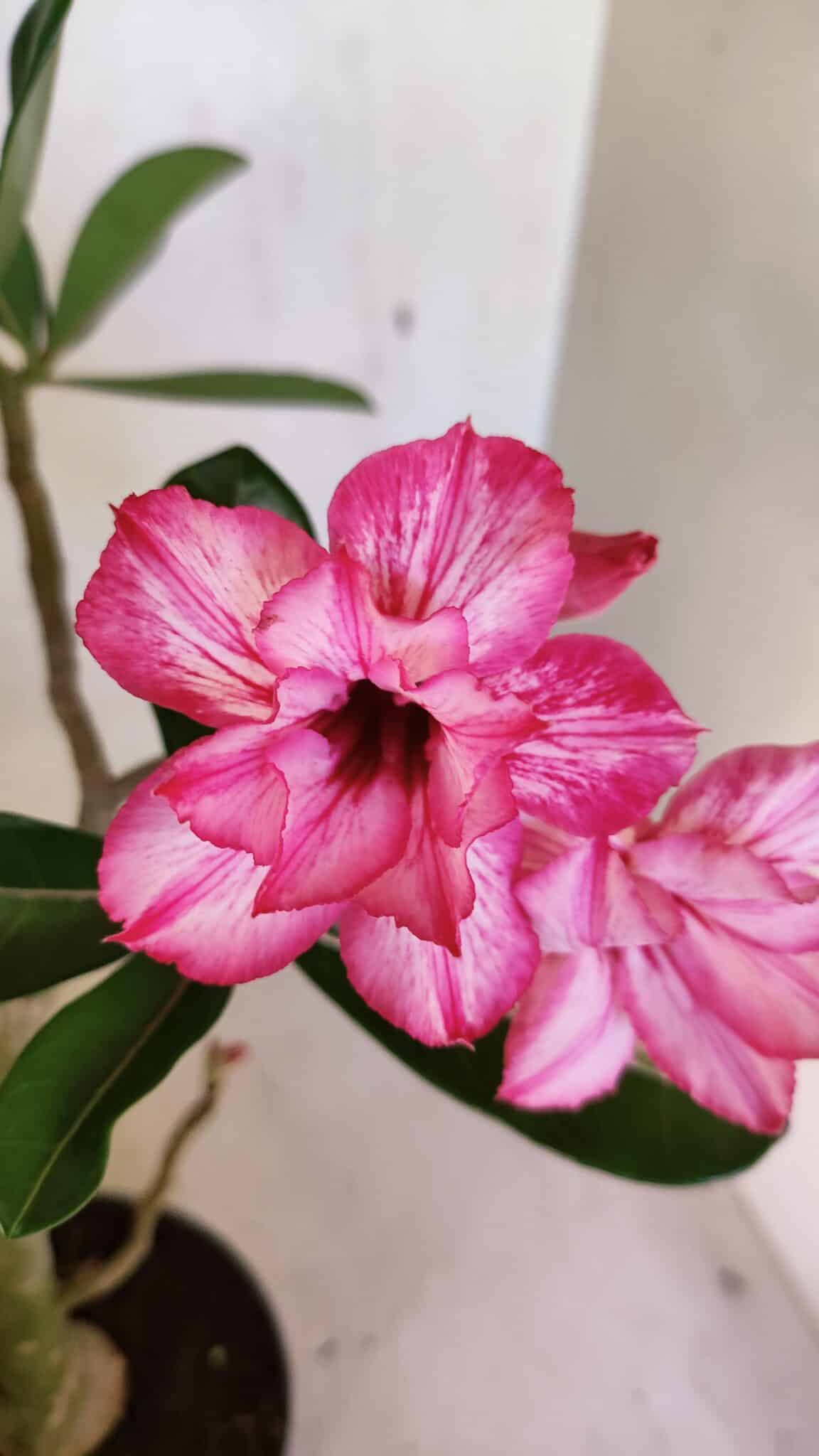 DOBRADA 3658 (2) Planta Dobrada 3658 – 35cm – 03 anos - Imagem 1