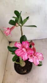 Planta Dobrada 3658 – 35cm – 03 anos - Imagem 8