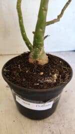 Planta Dobrada 3658 – 35cm – 03 anos - Imagem 7