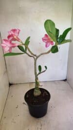 Planta Dobrada 3658 – 35cm – 03 anos - Imagem 6