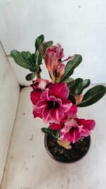 Planta Dobrada 3659 – 30cm – 02 anos - Imagem 4