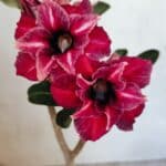 Planta Dobrada 3659 – 30cm – 02 anos