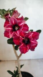 Planta Dobrada 3659 – 30cm – 02 anos